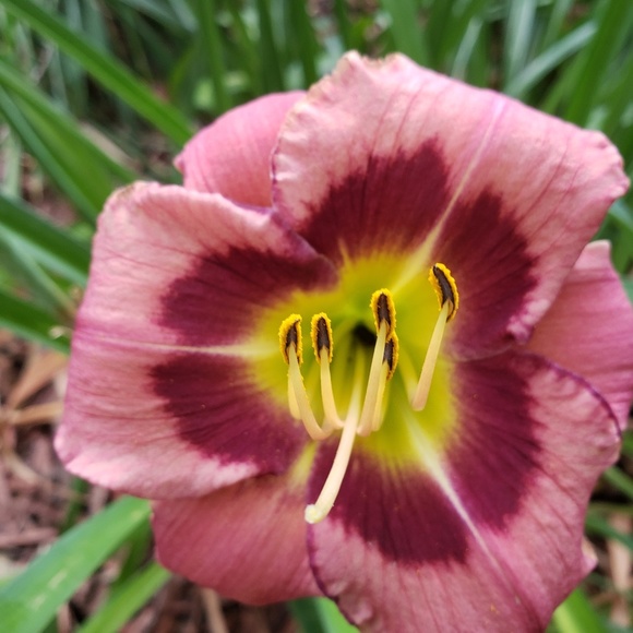 Hello I'm Meisch, 7.5 Yrs 5 Stars Trusted Ambassador - Picture 11 of 16